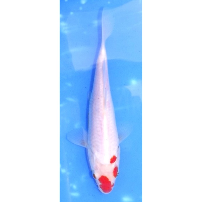 Kohaku 20-25 cm