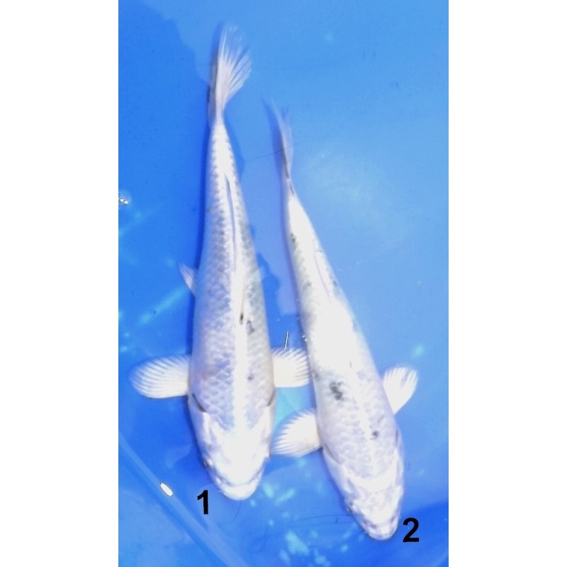 Gin Shiro Bekko 20-25 cm