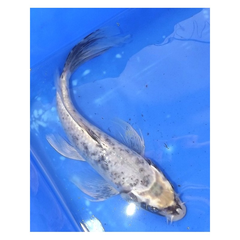 Matsukawabake voile 20-25 cm