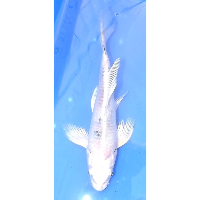 Yamatonishiki voile 20-25 cm