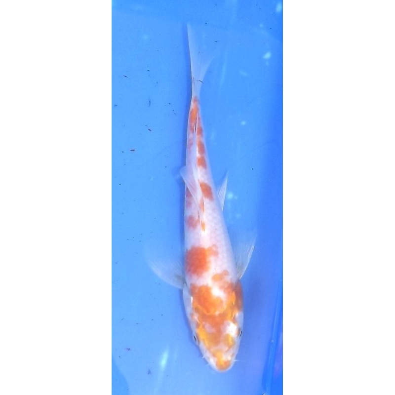 Hariwake voile 20-25 cm