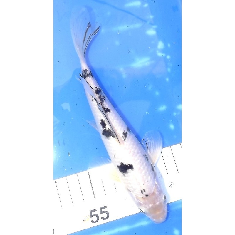 Shiro Bekko voile 20-25 cm