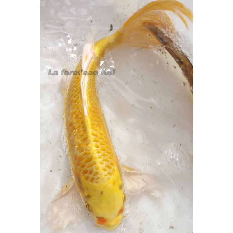 yamabuki voile 30-35 cm