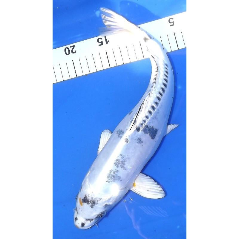 Kin Kikokuryu 35-40 cm