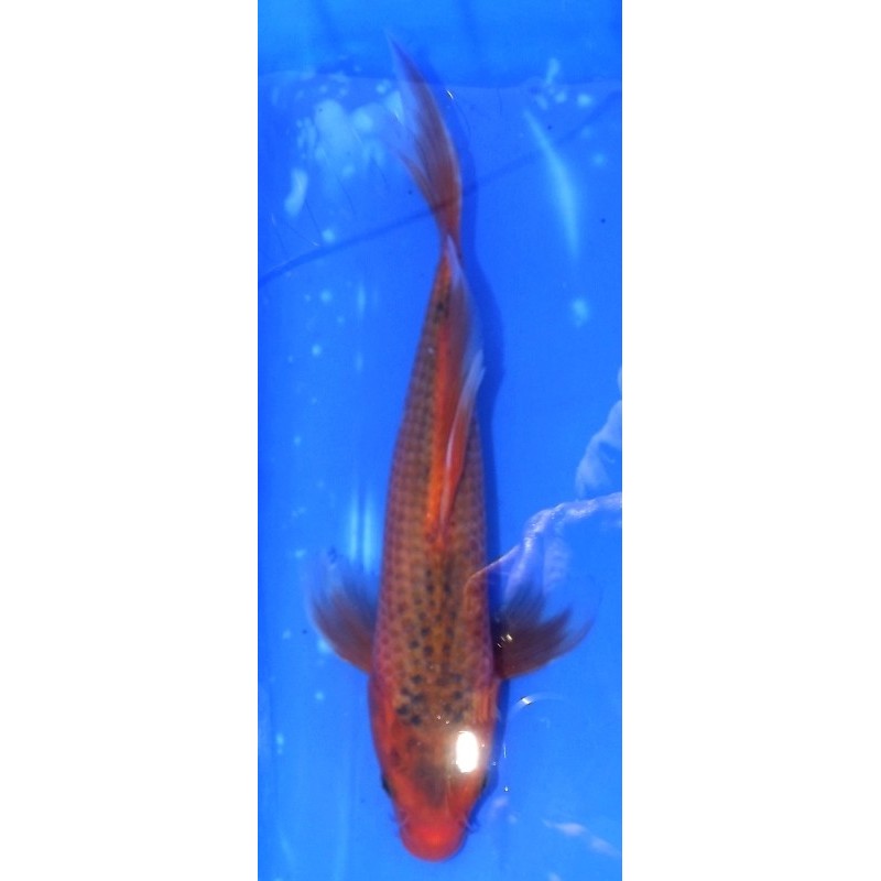 Aka Matsuba voile 30-35 cm