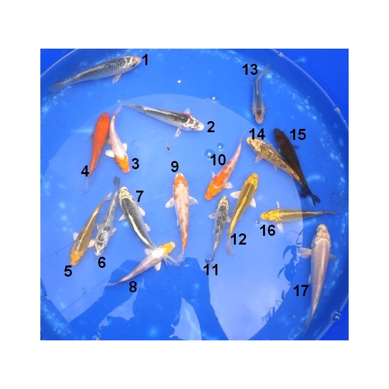 Koï A Sélectionnées 10-18 cm