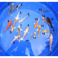 Koï A Sélectionnées 10-18 cm