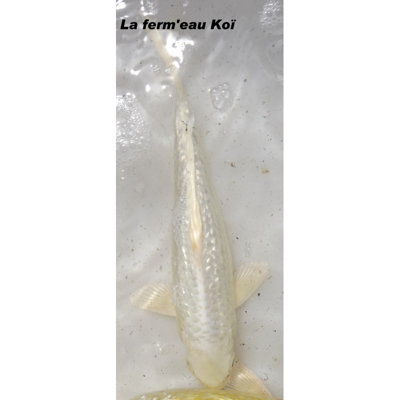 Ginrin Platinium 20-25 cm