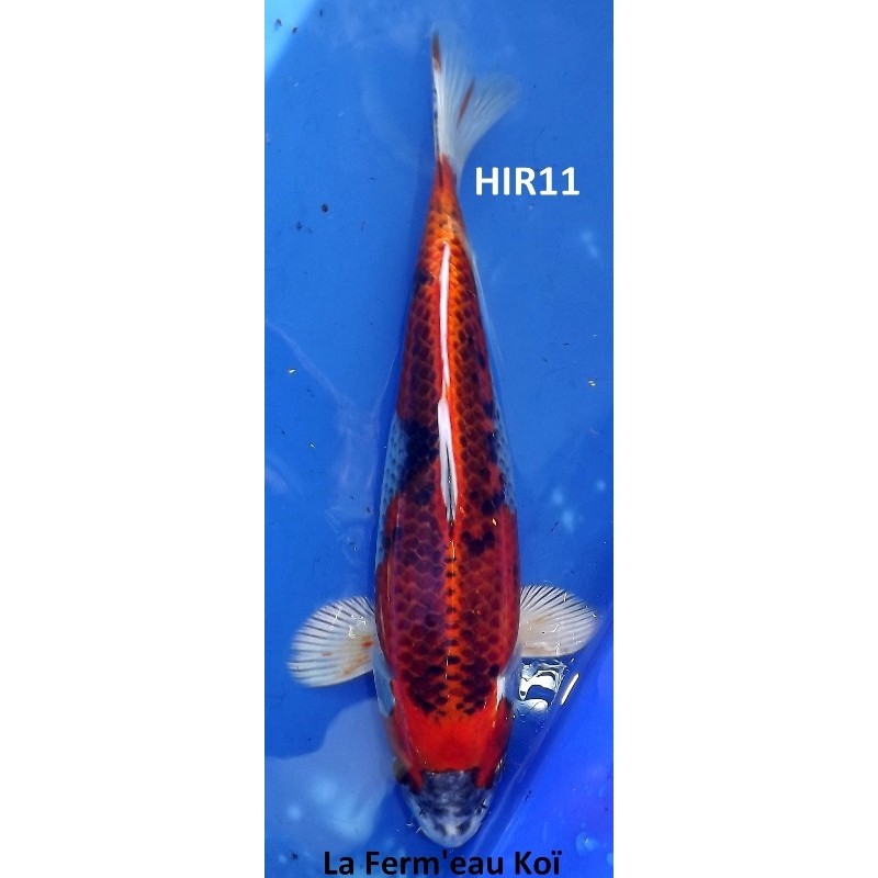 Kujaku 25-30cm Hirasawa