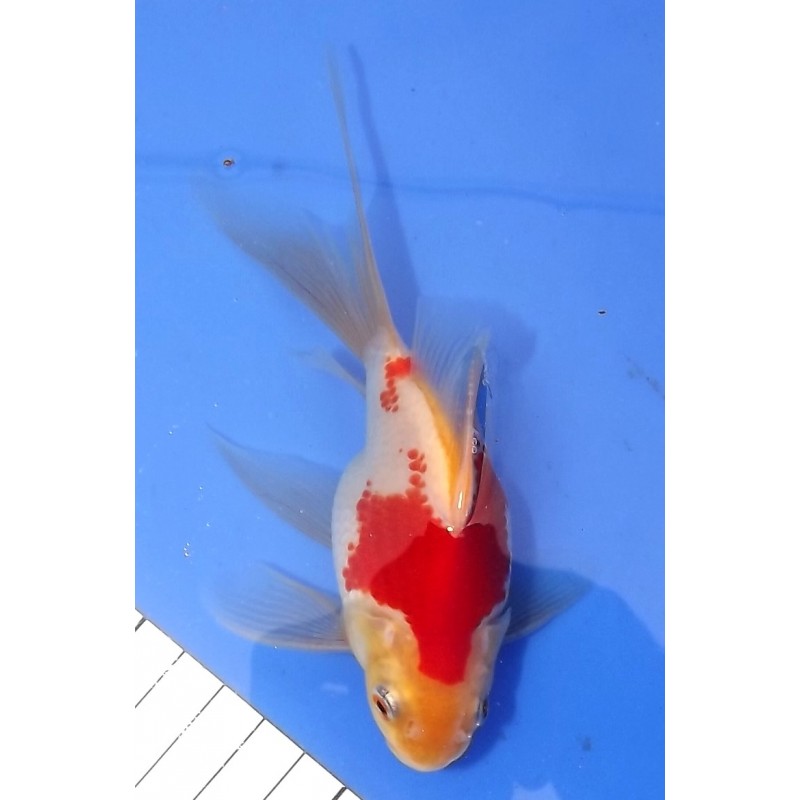 Tamasaba 12-15cm éleveur KANEKO