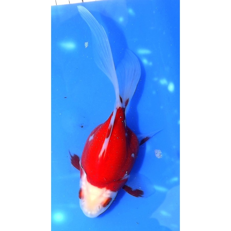 Tamasaba 12-15cm éleveur KANEKO