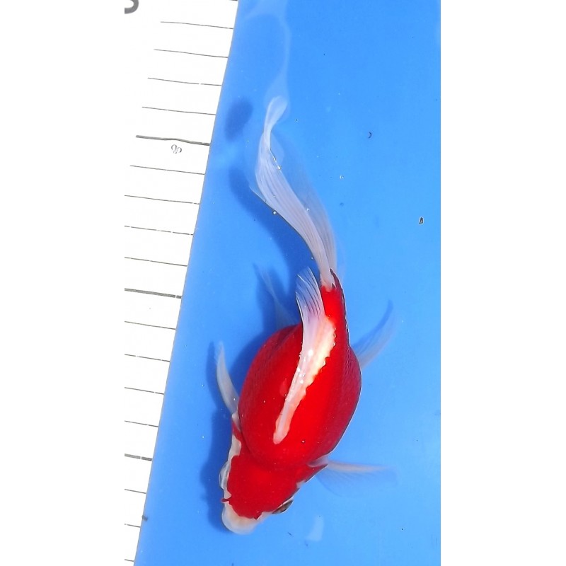 Tamasaba 12-15cm éleveur KANEKO