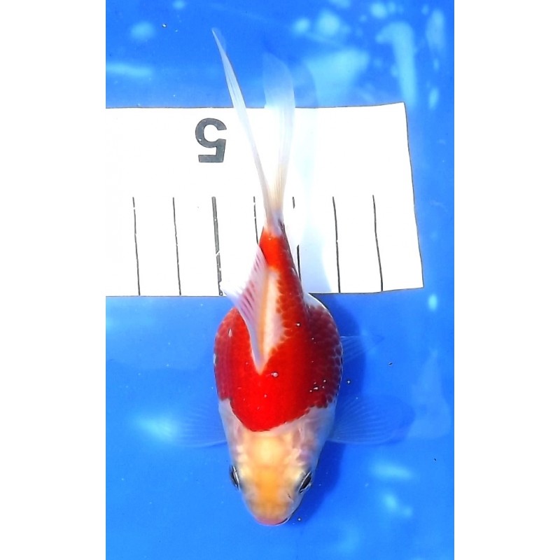 Tamasaba 12-15cm éleveur KANEKO