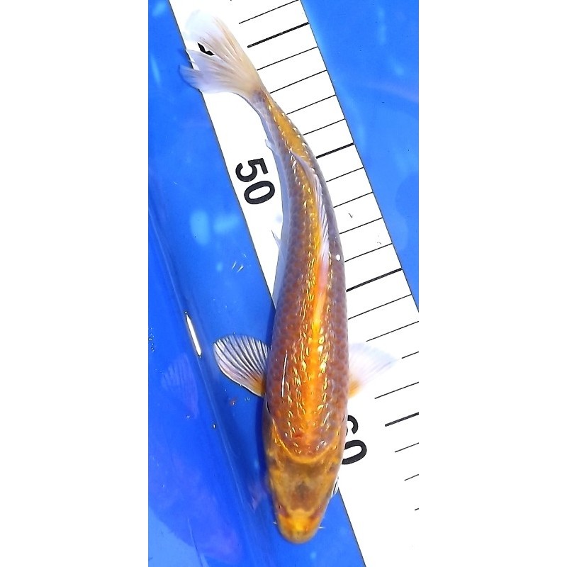 Ginrin Yamabuki 20-25 cm