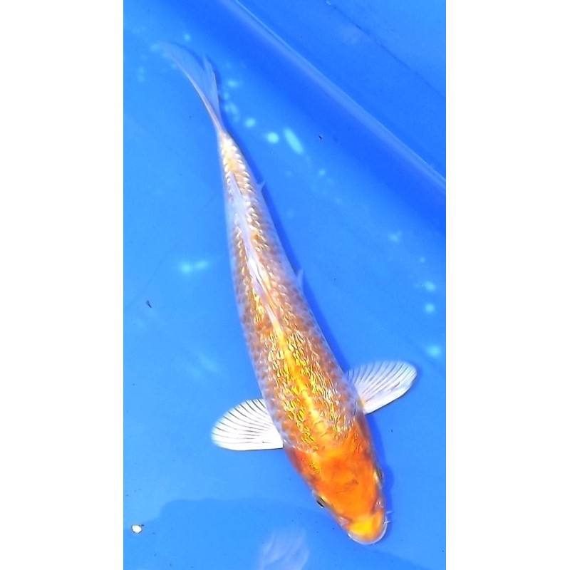 Ginrin Hariwake 20-25 cm