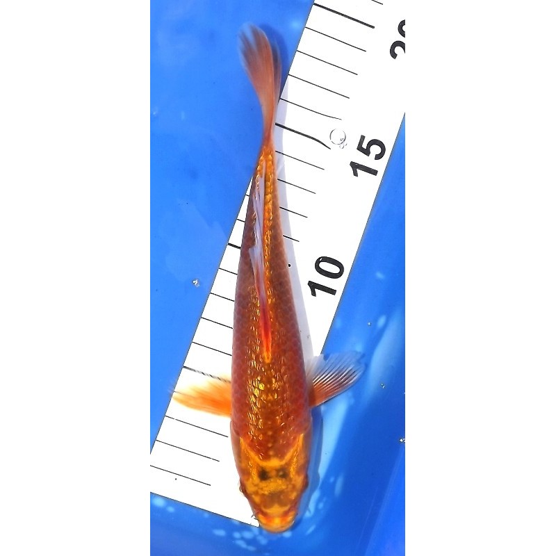 Ginrin Orenji 20-25 cm