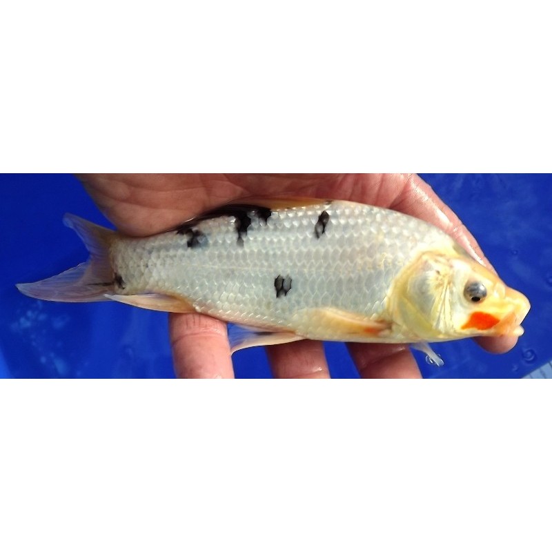 Sanke voile 20-25 cm