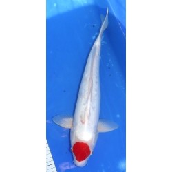 Doitsu Tancho Kohaku 45 cm Suzuki