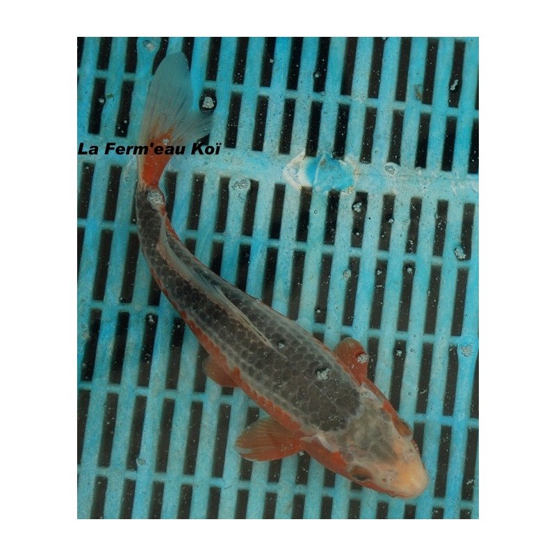 konjo asagi 20-25 cm