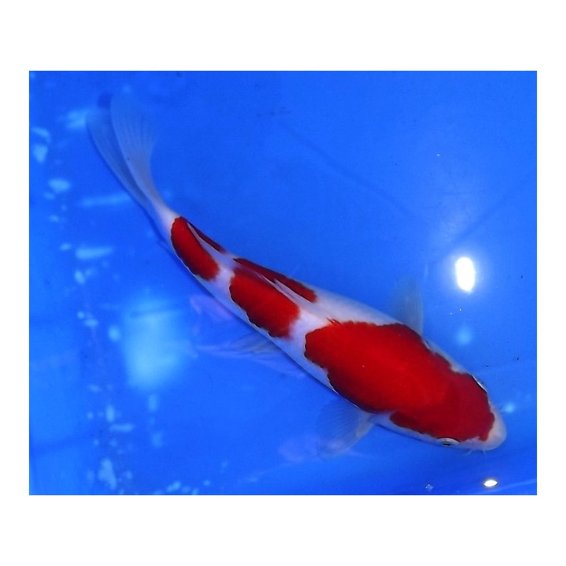 Kohaku 20-25cm MARUHIDE
