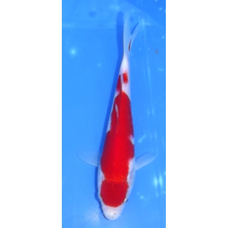 Kohaku 20-25cm MARUHIDE