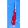 Kohaku 20-25cm MARUHIDE
