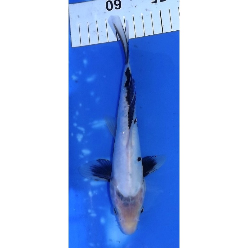 Doitsu Shiro Utsuri 20-25cm MARUHIDE