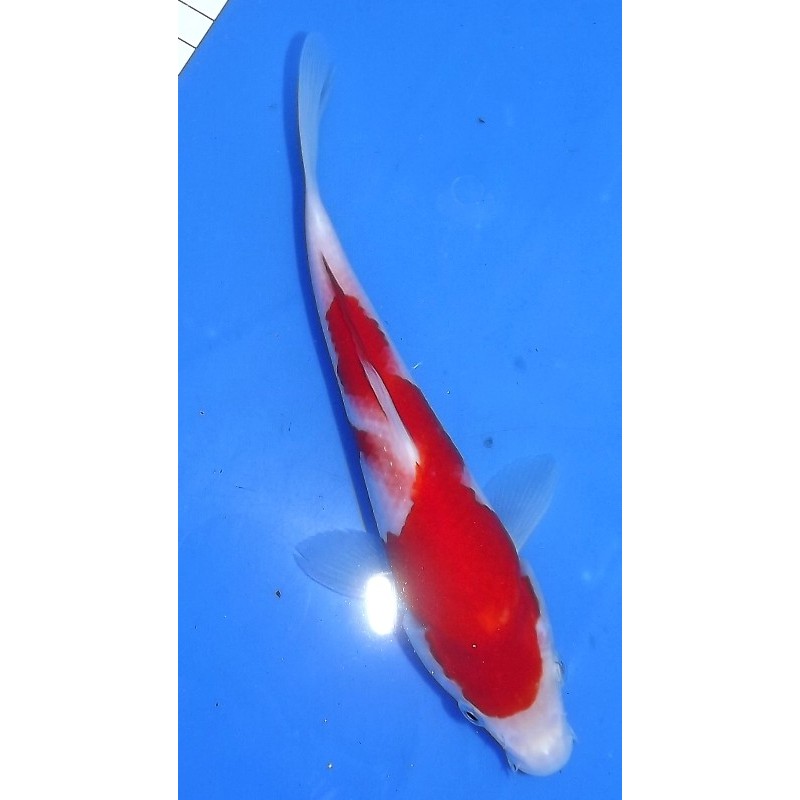 Kohaku 20-25cm MARUHIDE