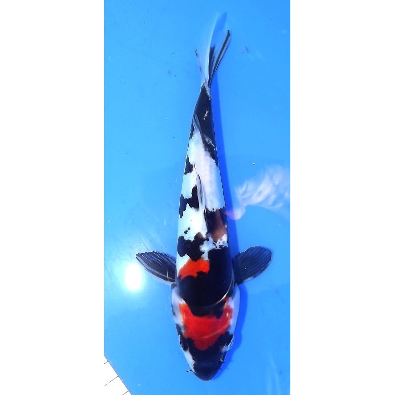 Doitsu Showa 20-25cm MARUHIDE