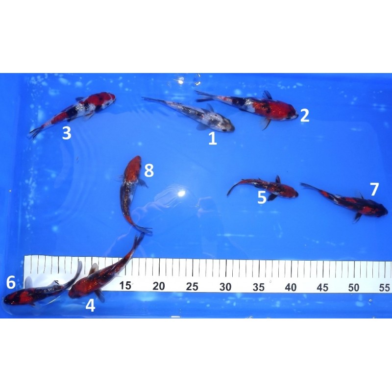 Tosaï : Ginrin Showa éleveur Shinoda