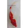 Kohaku 20-25 cm