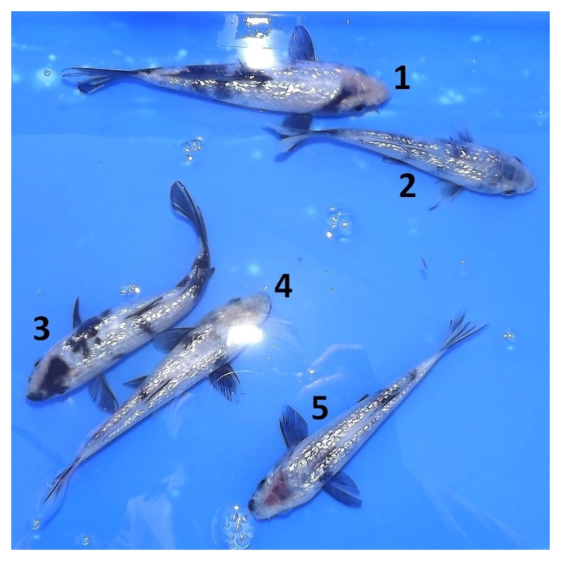 Tosaï : Ginrin Shiro Utsuri éleveur Shinoda