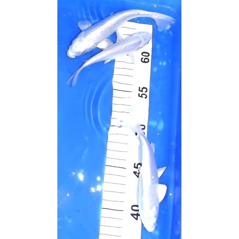 Tosaï : Platinium 12 - 15 cm éleveur Yamazaki