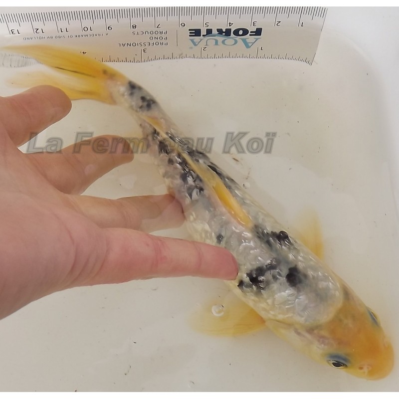 Ginrin shiro bekko 20-25 cm