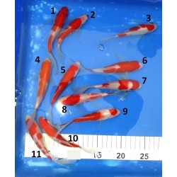 Tosaï voile: Kohaku éleveur Suda