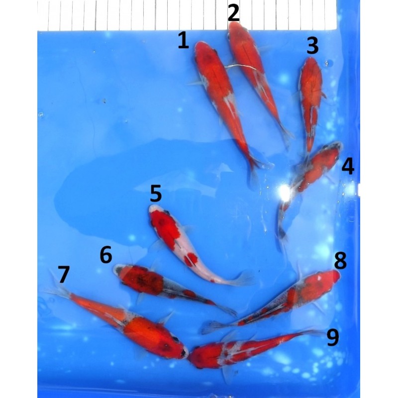 Tosaï : Goshiki éleveur Ikarashi Ozumi