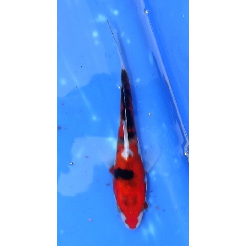 Tosaï : Sanke éleveur Ikarashi Ozumi