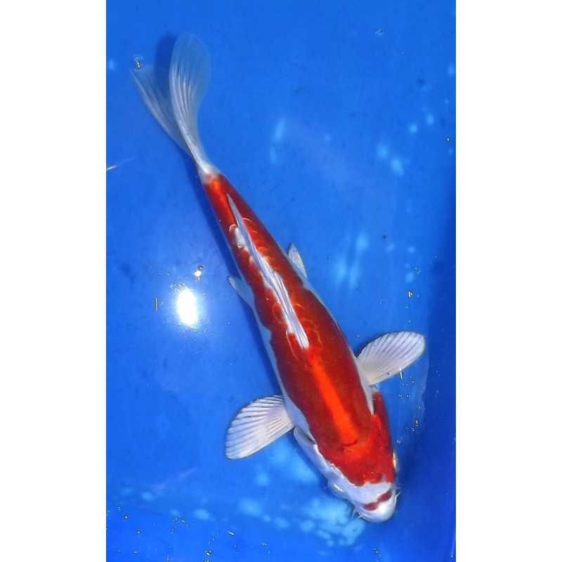 Tosaï 20-27 cm : Kikusui éleveur Yamazaki