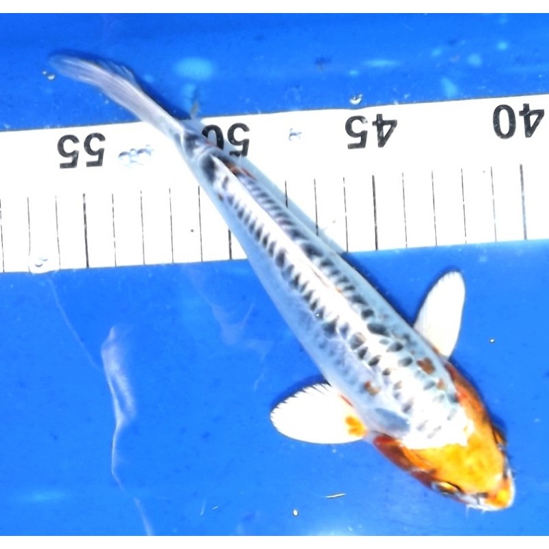 Tosaï 20-27 cm : Doitsu Kujaku éleveur Yamazaki