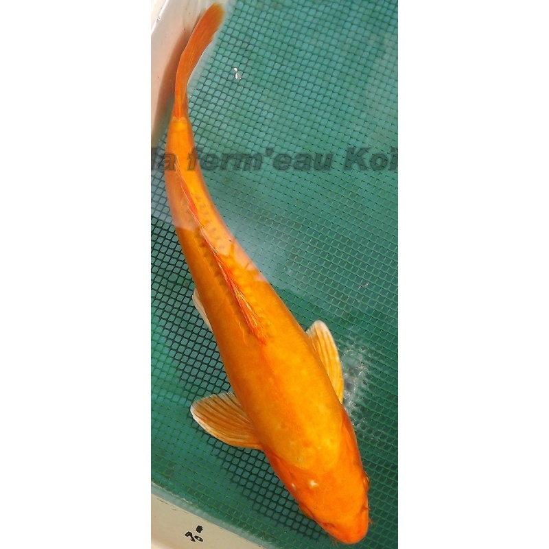 Doitsu Orenji 40-45 cm