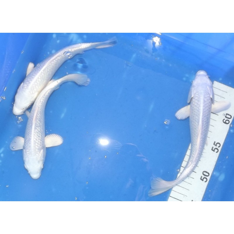 Tosaï 20-27 cm : Ginrin Platinium éleveur Yamazaki