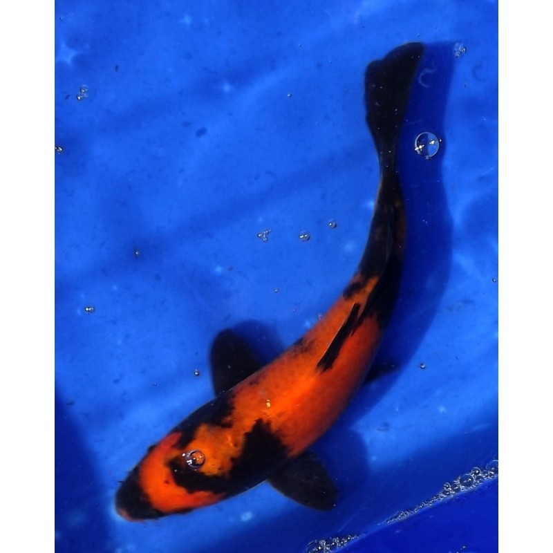 Tosaï 20-27 cm : Hi Utsuri éleveur Yamazaki