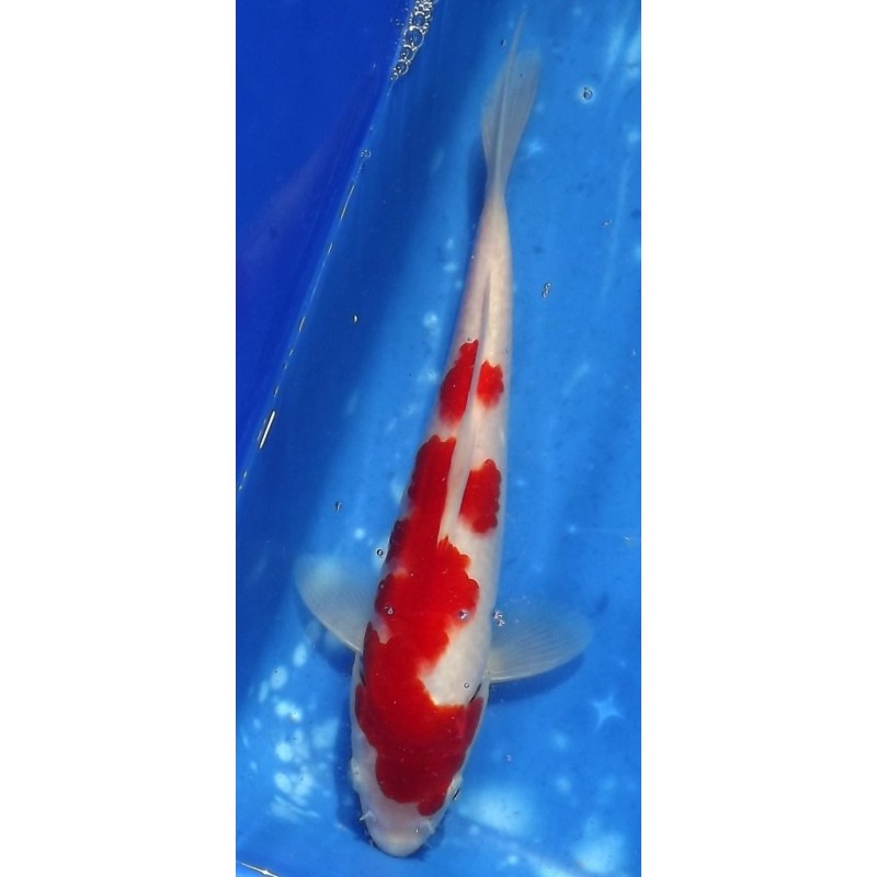 Tosaï 20-27 cm : Kohaku éleveur Yamazaki