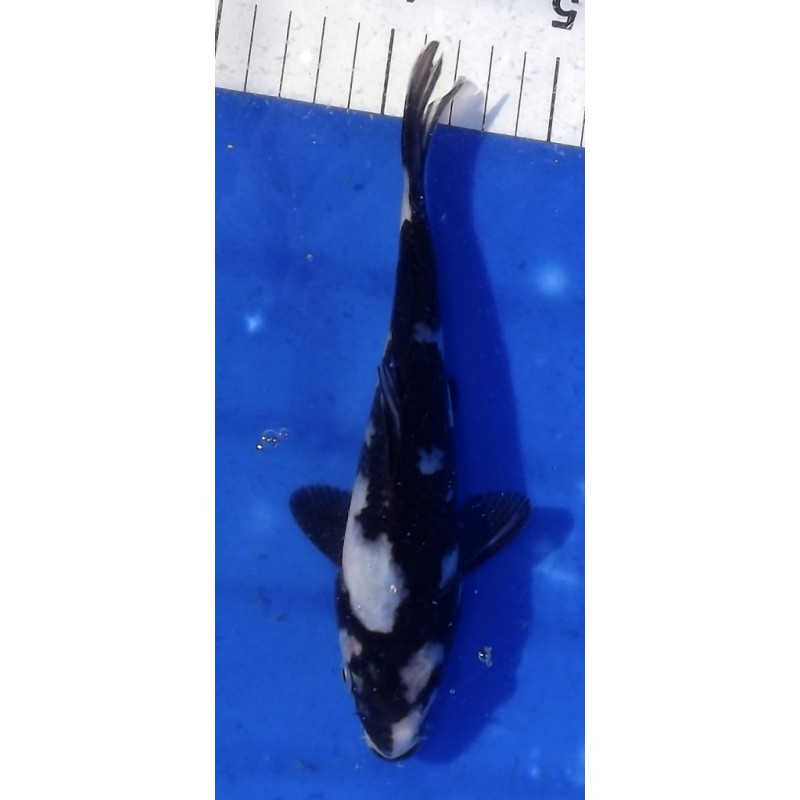 Tosaï 20-27 cm : Shiro Utsuri éleveur Yamazaki