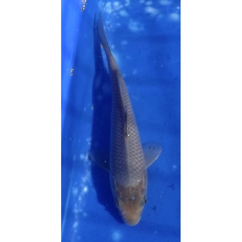 Tosaï 20-27 cm : Soragoï éleveur Yamazaki