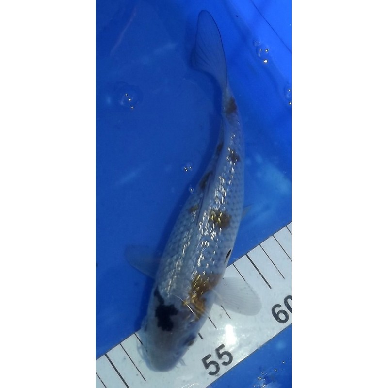 Tosaï 20-27 cm : Ginrin Ochiba éleveur Yamazaki