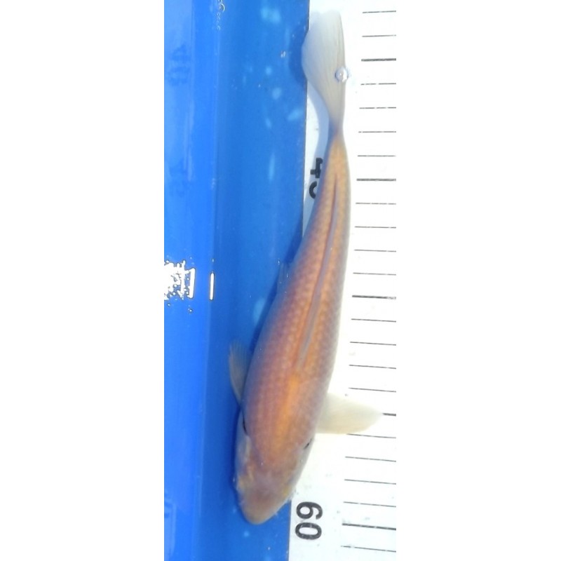 Tosaï 20-27 cm : Karashigoï éleveur Yamazaki