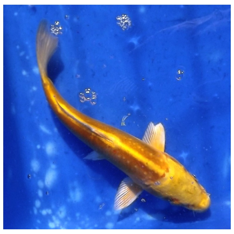 Tosaï 20-27 cm : Doitsu Yamabuki éleveur Yamazaki