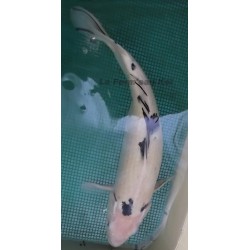 Shiro Bekko Femelle 45-50 cm