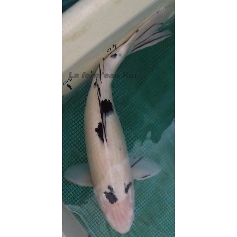 Shiro Bekko Femelle 45-50 cm